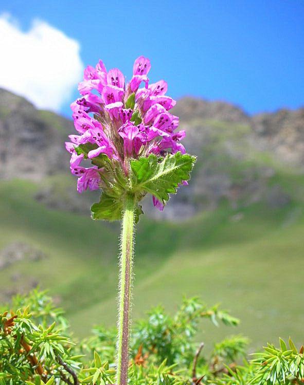Betonica hirsuta (=Stachys pradica) / Betonica densiflora